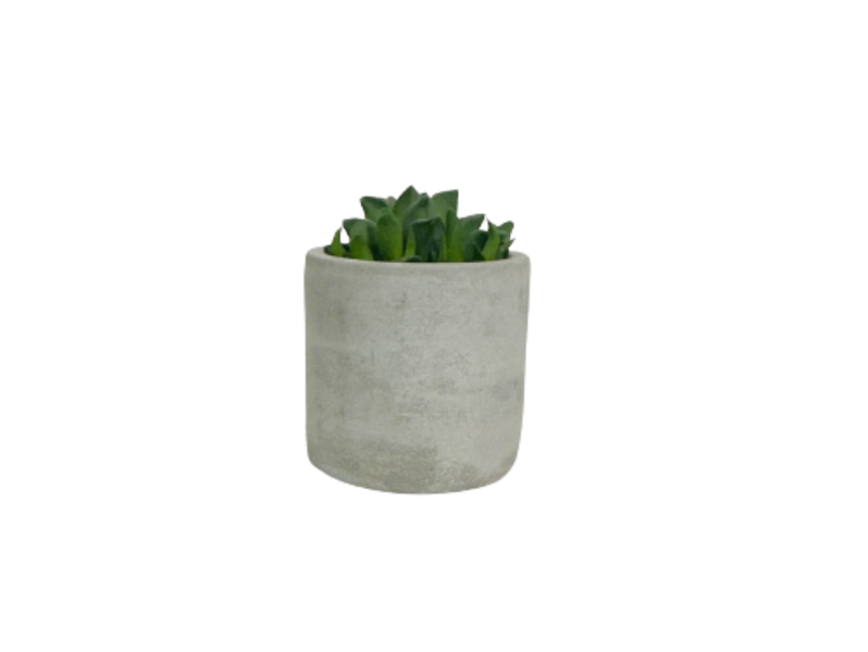 Desk Plants Star Cactus in a Mini Grey Wilson Pot