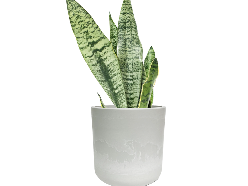 Desk Plants Snake Plant in Large Gray Mason Pot