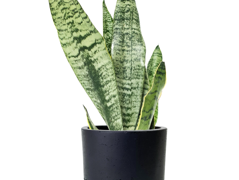 Desk Plants Snake Plant in Large Black Wilson Pot