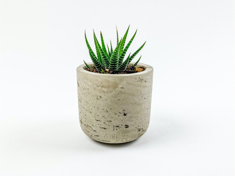 Desk Plants Zebra Succulent in Gray Mini Wilson Pot