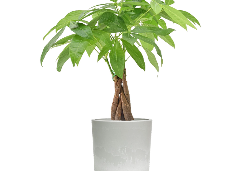 Desk Plants Money Tree in Large Gray Mason Pot