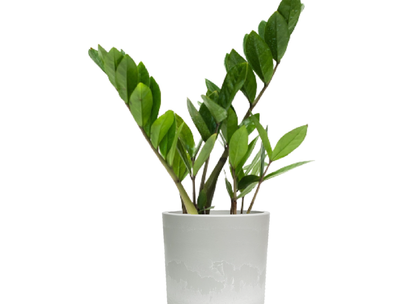 Desk Plants ZZ Plant in Gray Large Mason Pot