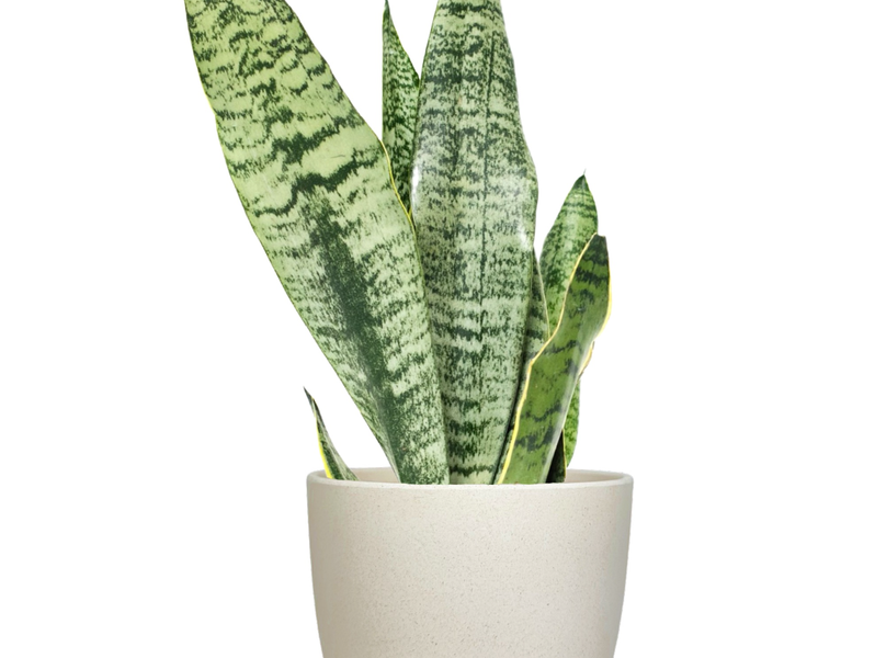 Desk Plants Snake Plant in Large Harlow Cream Pot