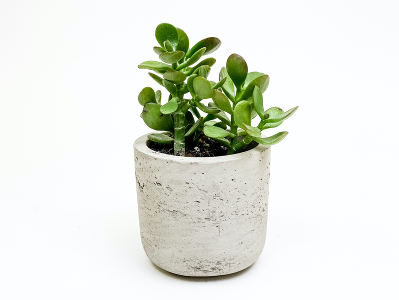 Desk Plants Jade Plant in Mini Wilson Gray Pot