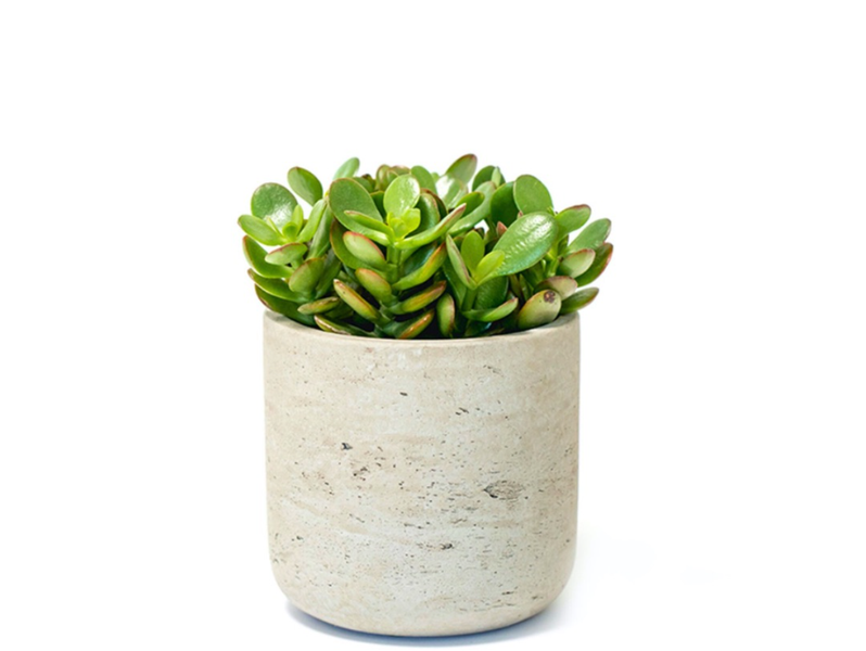 Desk Plants Jade Plant in Gray Large Wilson Pot