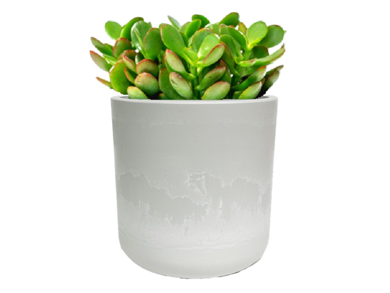 Desk Plants Jade Plant in Large Mason Gray Pot