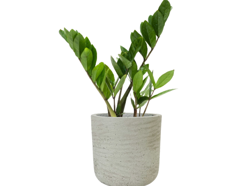 Desk Plants ZZ Plant in Gray Large Wilson Pot