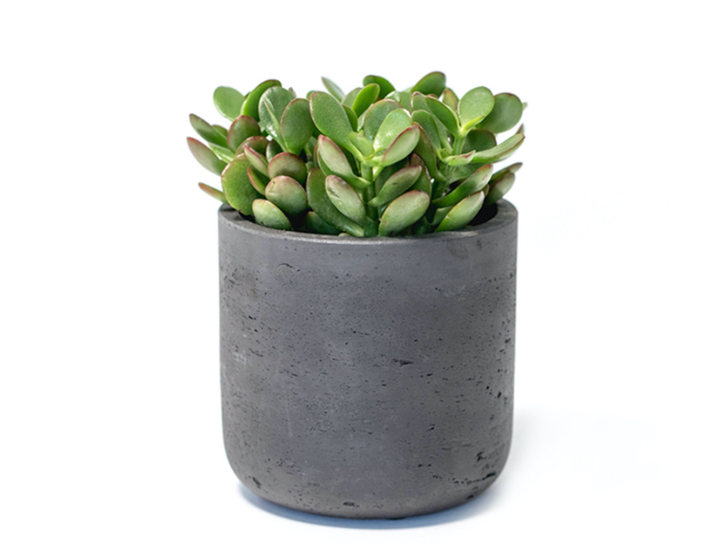 Desk Plants Jade Plant in Large Black Wilson Pot