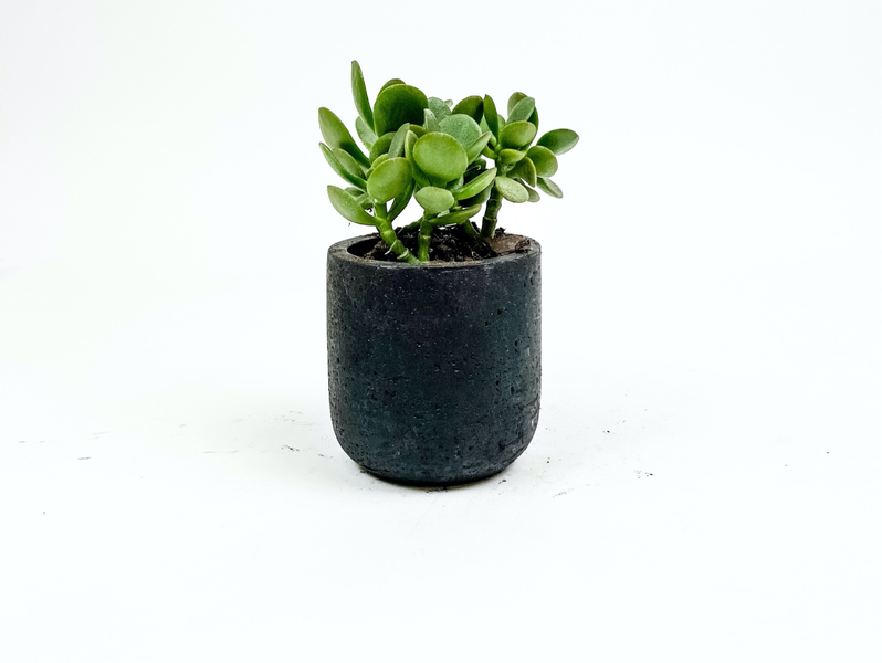 Desk Plants Jade Plant in Mini Black Wilson Pot