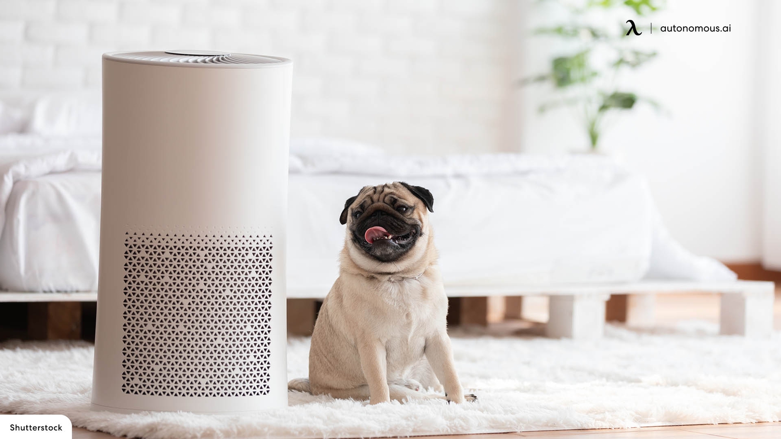 Frequently Asked Questions about Air Purifiers