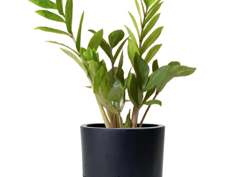 Desk Plants ZZ Plant in Large Black Wilson Pot