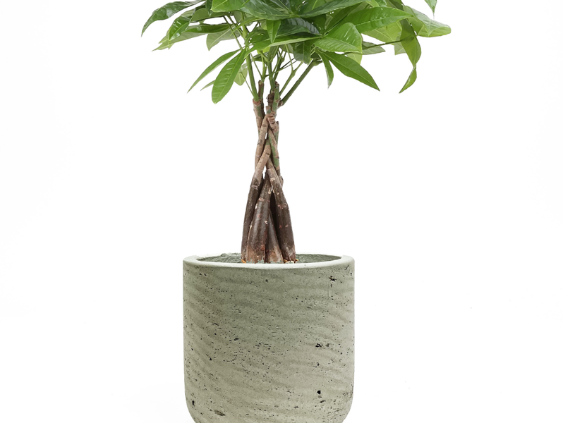 Desk Plants Money Tree in Large Wilson Gray Pot