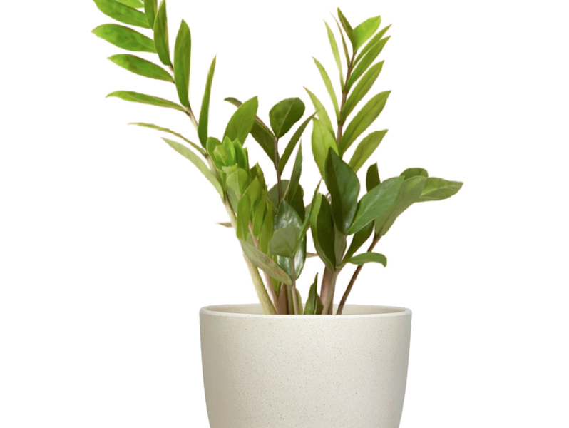 Desk Plants ZZ Plant in Large Harlow Cream Pot