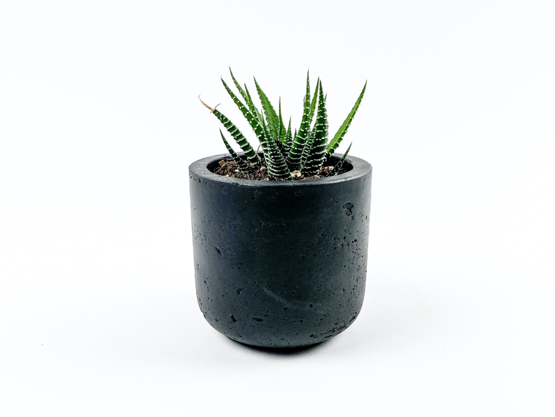 Desk Plants Zebra Succulent in Black Mini Wilson Pot