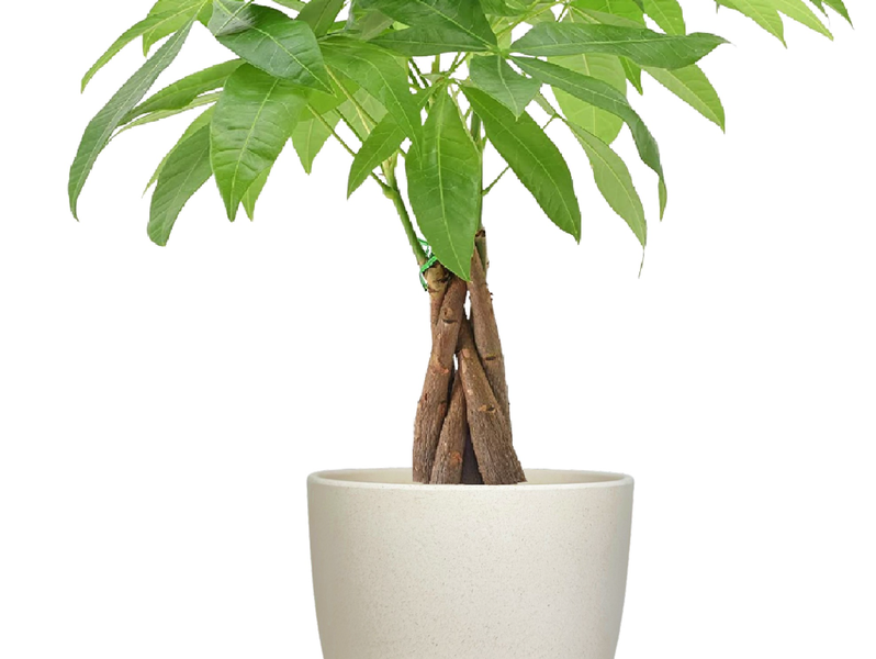 Desk Plants Money Tree in Large Harlow Cream Pot