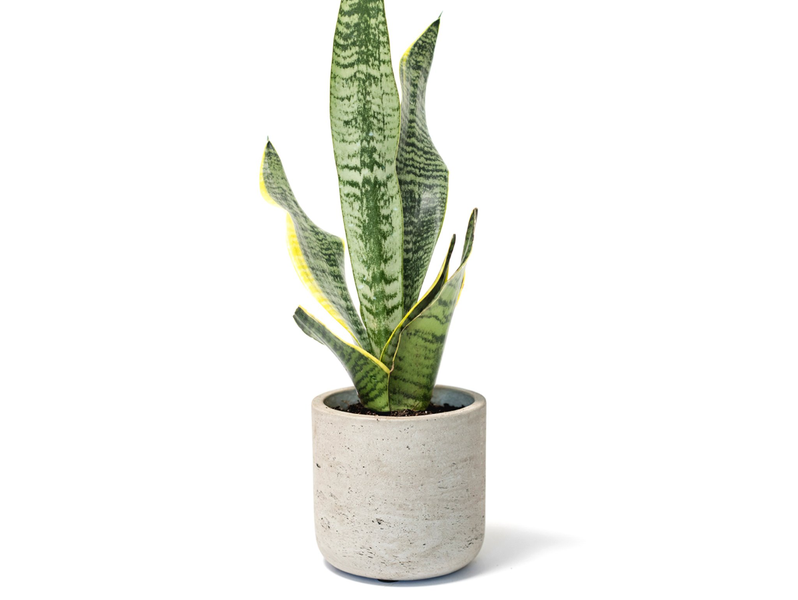 Desk Plants Snake Plant in a Grey Large Wilson Pot