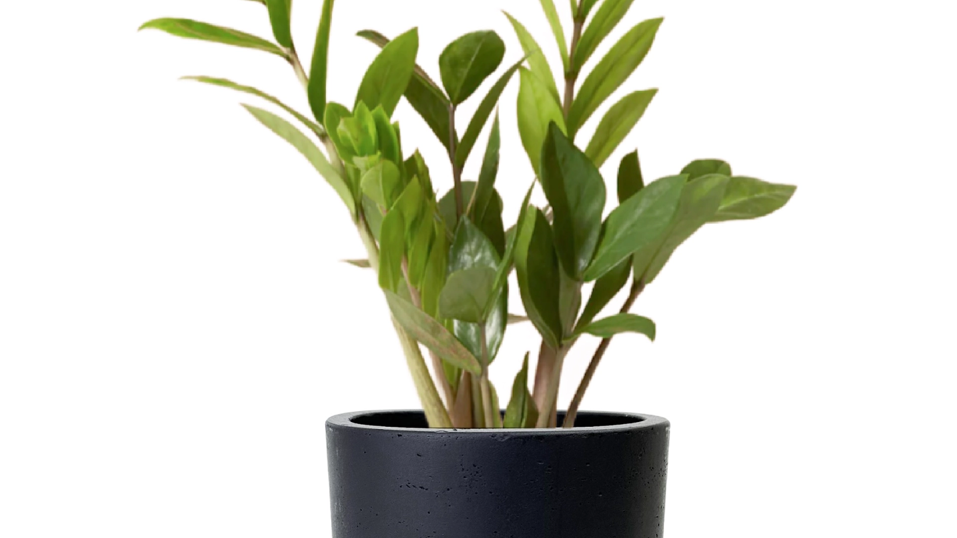 ZZ Plant in Large Black Wilson Pot