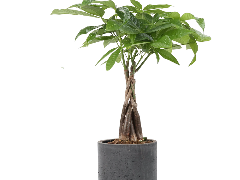 Desk Plants Money Tree in a Black Large Wilson Pot