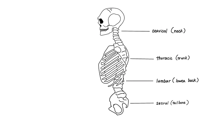 The Spine’s Major Sections