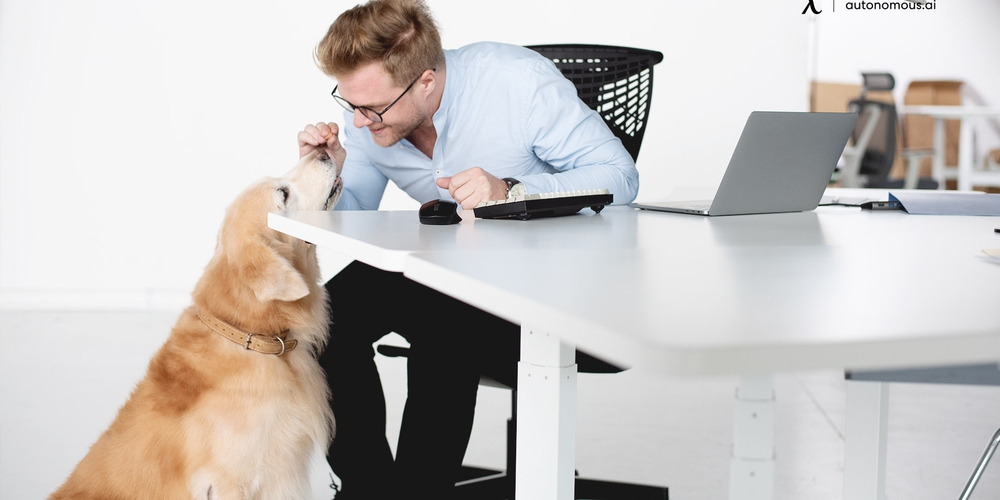 Best Office Pets for Happy Workplaces